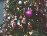 Detail Big Tree 2007