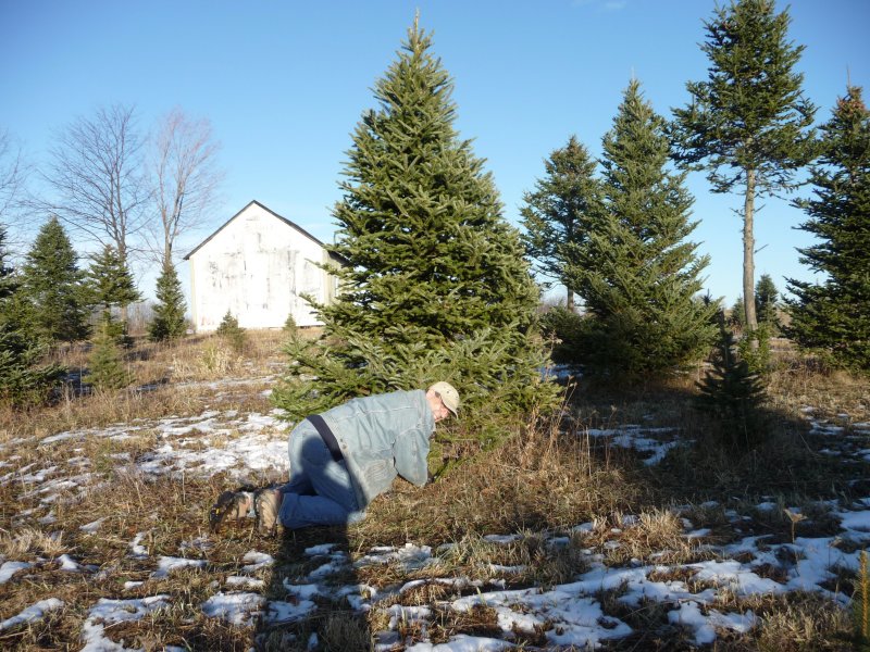 The Tree in its