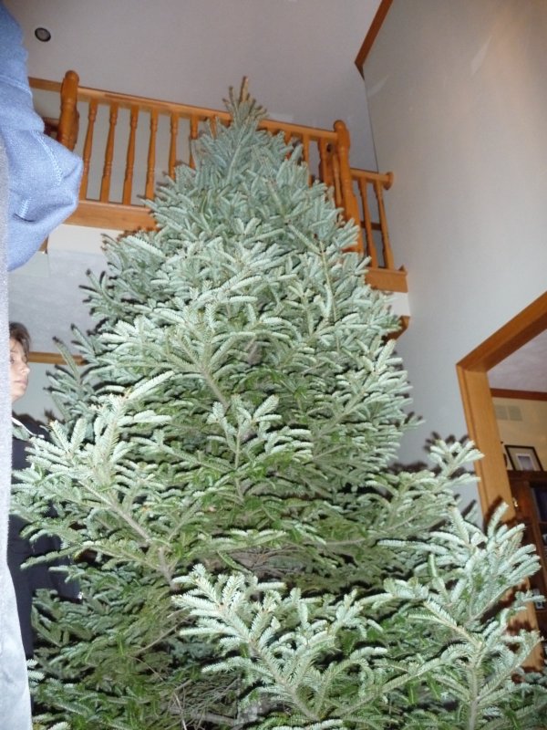 Undecorated Tree in Foyer