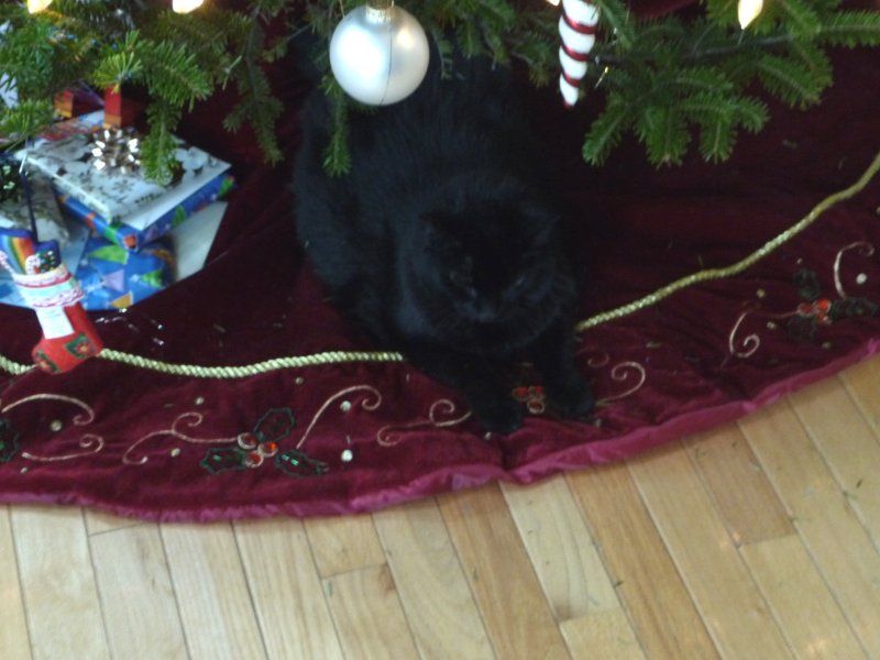 Cleo (the Cat) under the Tree