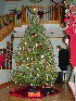 Christmas Tree from Entrance