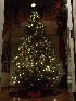 Christmas Tree from Outdoors