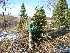 Tom and a Tree