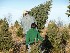 Paul Taking Tree to Jeep