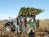 Large Tree on Jeep with Paul, Ted, and Tom