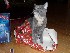 Cuppy playing with wrapping paper