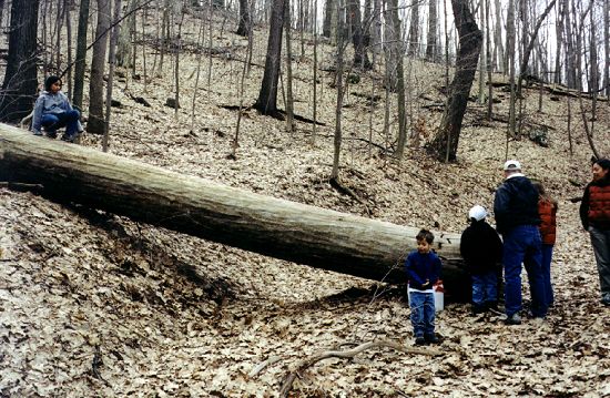 Temporary Trail Barrier