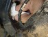 Cleaning housing tube to installed axle tube seals