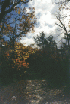 The Trail