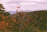 Foliage and view