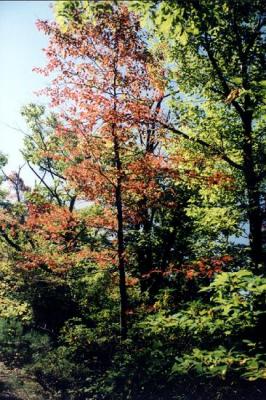 Foliage