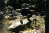 Stream Crossing