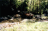 Stream Crossing
