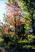 Foliage
