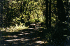 Trail