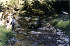 Stream Crossing