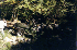 Stream Crossing