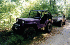 Purple Willys