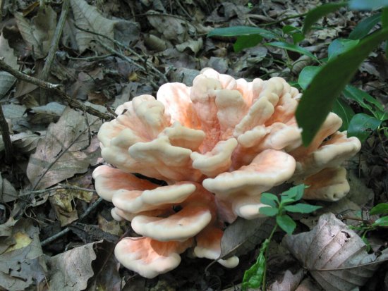Fungus - Click to Enlarge