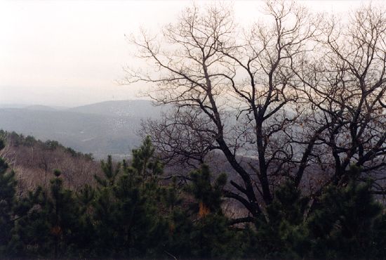 Allegany Wildlife Management Area
