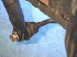 Removing top Nut