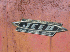 FC Badge