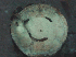 Ant Colony Smiley