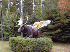Moose Fly