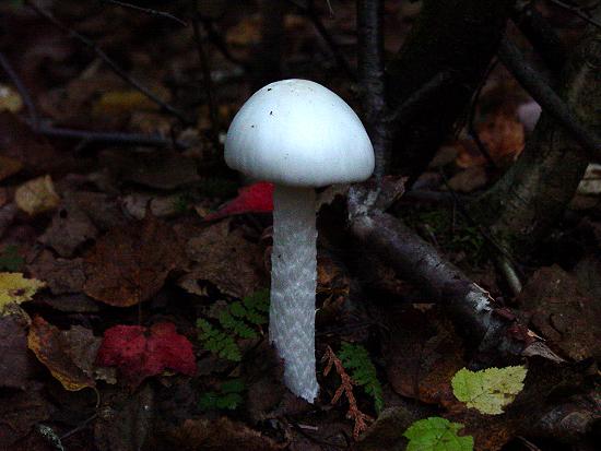Deadly Mushroom?