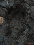 Moose Track