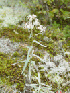Ground Cover