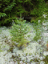 Ground Cover