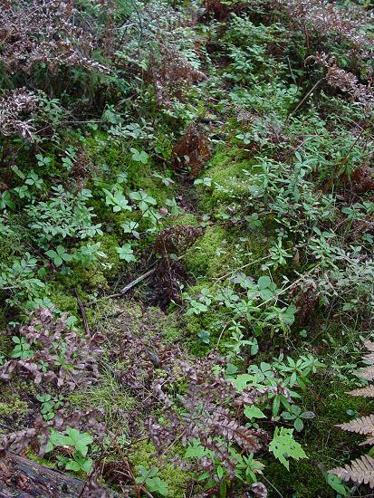 Trail