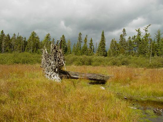Stream near railroad grade