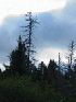 Wilderness View