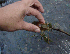 Crayfish