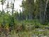 Wilderness View