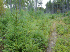 Trail to Trains (?)