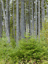 Large Pines