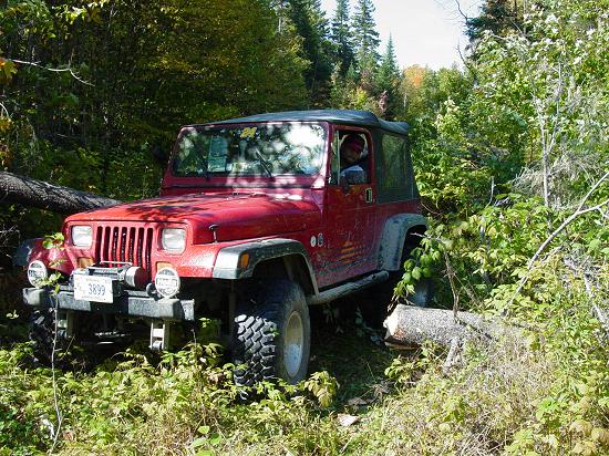 JJ passing cut tree