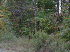 Wilderness View