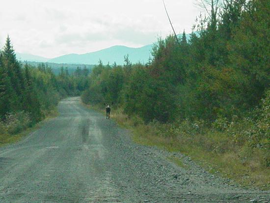 Moose (Detail)
