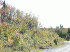 Road