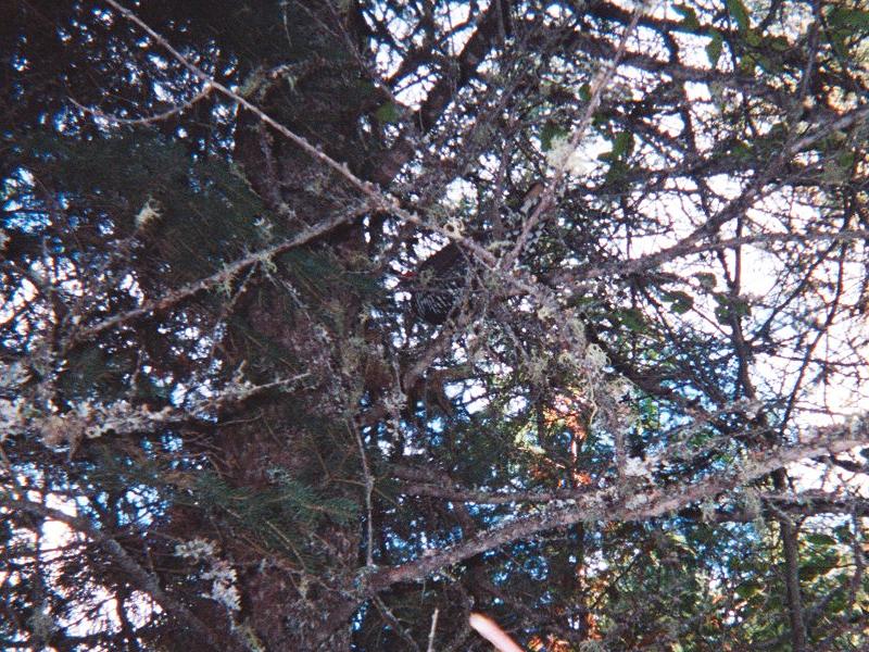 Spruce Grouse (red markings on head) - Click to Enlarge