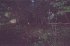 Woods