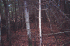 Woods with train tracks