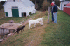 Pittston Farm