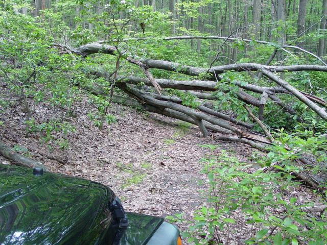 Fallen Tree