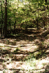 Trail