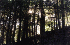 Trail View